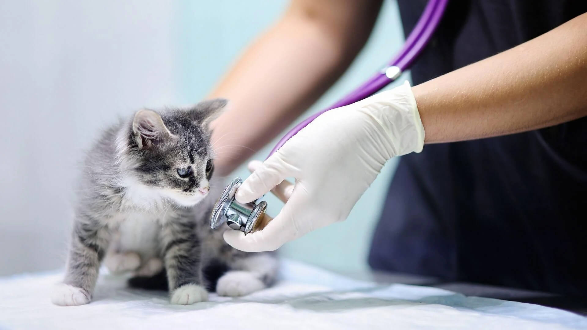 Pet parasites